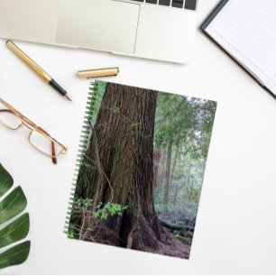 Carnet Arbre à conifères géant