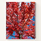 Carnet Arbre à feuilles rouges à l'automne (Dos)
