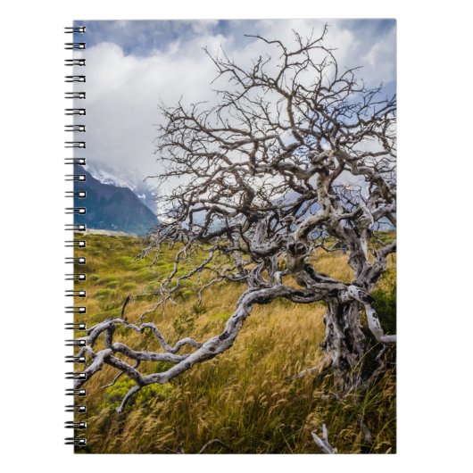 Carnet Arbre brûlé, Torres del Paine, Chili (Devant)