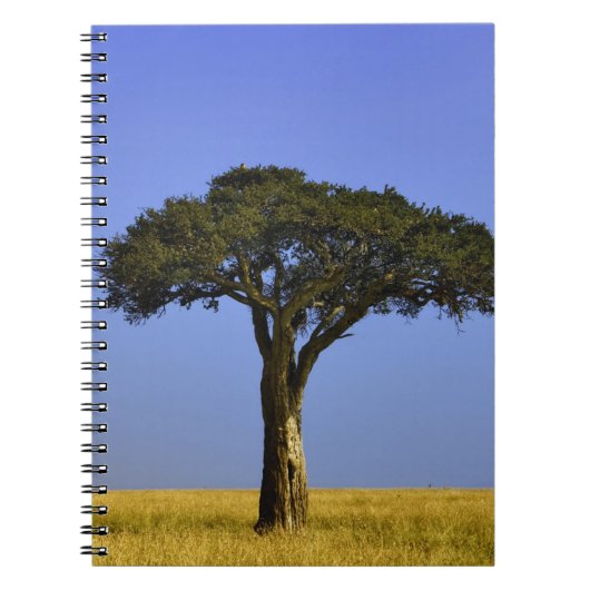 Carnet Arbre d'acacia isolé dans les plaines herbeuses, M (Devant)