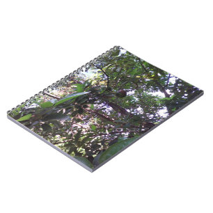Carnet Arbre d'avocatier