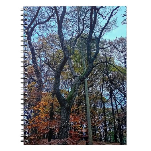 Carnet Arbre étiré (Devant)