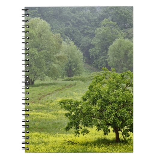 Carnet Arbre isolé dans un champ agricole, Toscane, 2 (Devant)