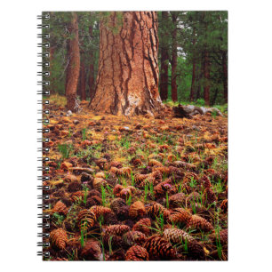 Carnet Arbre Ponderosa ancien avec des cônes de pin