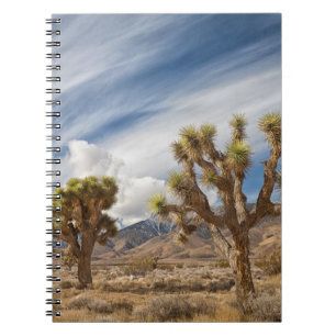 Carnet Arbres de Joshua dans le désert