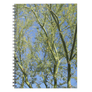 Carnet Arbres de Palo Verde