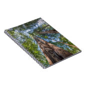 Carnet Arbres de séquoia | Comté de Marin, Californie (Côté Droit)