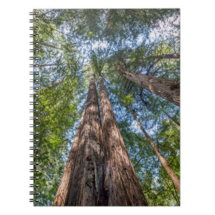 Carnet Arbres de séquoia Comté de Marin, Californie