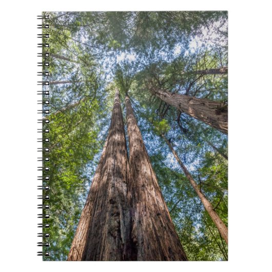 Carnet Arbres de séquoia | Comté de Marin, Californie (Devant)