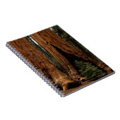 Carnet Arbres de séquoia, Parc national de Sequoia. (Côté Droit)