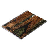 Carnet Arbres de séquoia, Parc national de Sequoia. (Côté gauche)