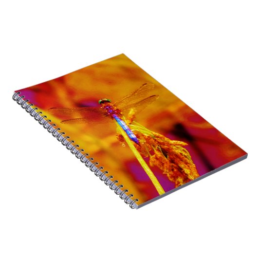 Carnet Arc-en-ciel libellule sur ambre et fuschie (Côté Droit)