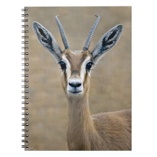 Carnet Ariel (Devant)