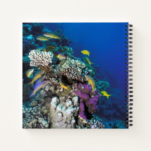 Carnet Around Small Coral (Dos)