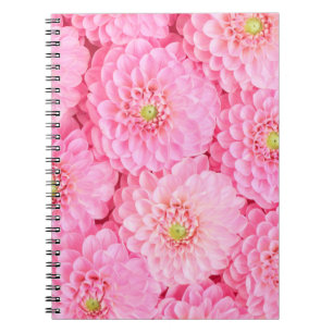 Carnet Arrière - plan de fleurs dahlia roses. Vue supérie