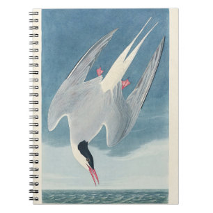 Carnet Art côtier vintage d'Audubon sur la Sterne arctiqu