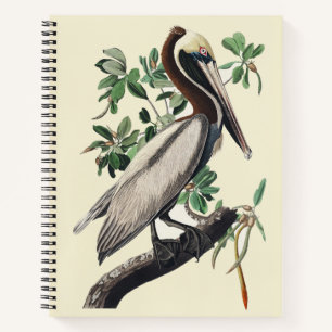 Carnet Art vintage d'oiseau côtier Pélican brun d'Audubon
