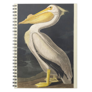 Carnet Art vintage d'oiseau pélican blanc américain d'Aud