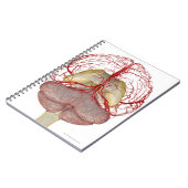 Carnet Artères du cerveau 2 (Côté gauche)
