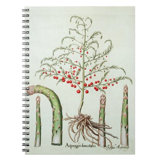 Carnet Asperge commune en fleur et fruit, de 'Ho (Devant)