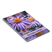 Carnet Aster tongolensis 'Berggarten' (Côté Droit)