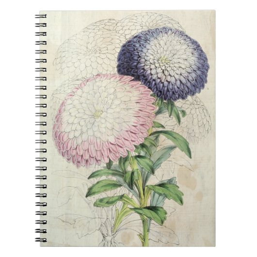 Carnet Asters nains vintages à fleurs (Devant)