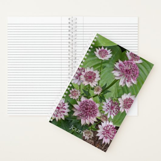 Carnet Astrantia rose fleurit (À l'intérieur)