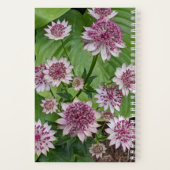 Carnet Astrantia rose fleurit (Verso)
