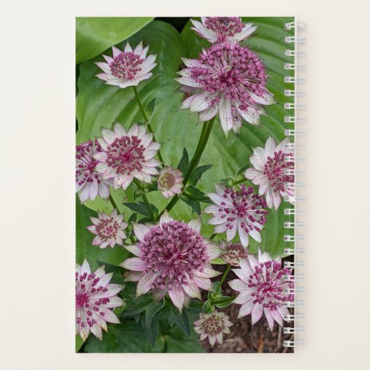 Carnet Astrantia rose fleurit (Verso)