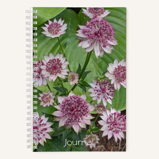 Carnet Astrantia rose fleurit (Recto)