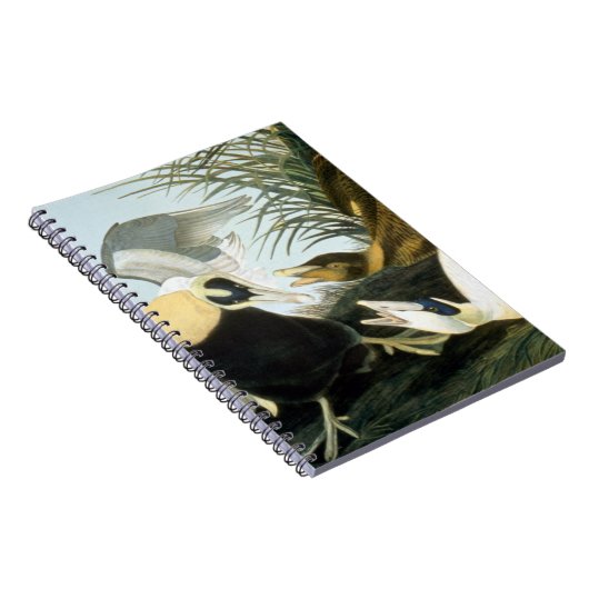 Carnet Audubon : Canard d'Eider (Côté Droit)