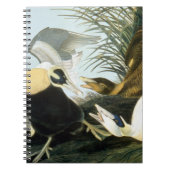 Carnet Audubon : Canard d'Eider (Devant)