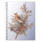 Carnet Audubon Cedar Waxwing Bird on Evergreen Juniper (Devant)