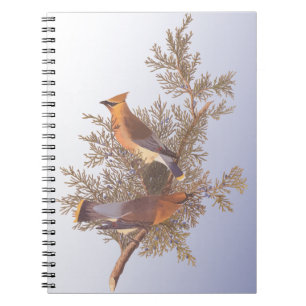 Carnet Audubon Cedar Waxwing Bird on Evergreen Juniper