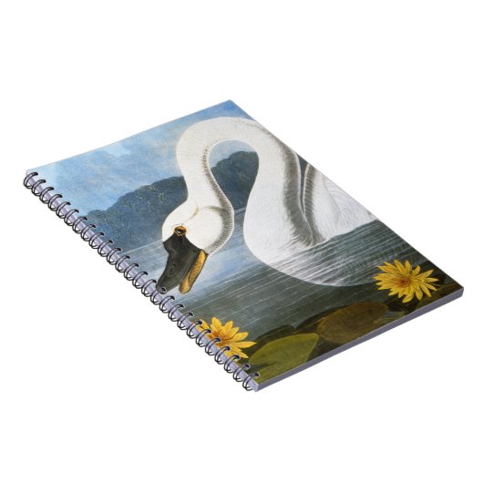 Carnet Audubon : Cygne commun (Côté Droit)