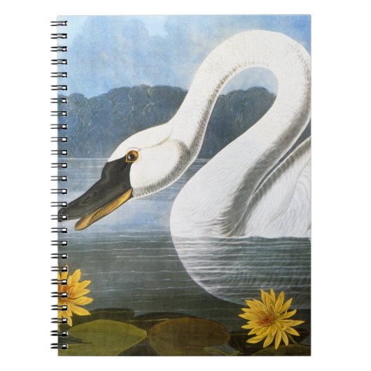 Carnet Audubon : Cygne commun (Devant)