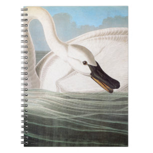 Carnet Audubon : Cygne de trompettiste