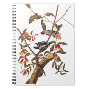 Carnet Audubon Downy Pic Couple aux fleurs