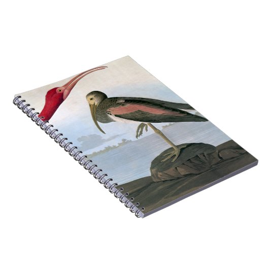 Carnet Audubon : Écarlate IBIS (Côté Droit)