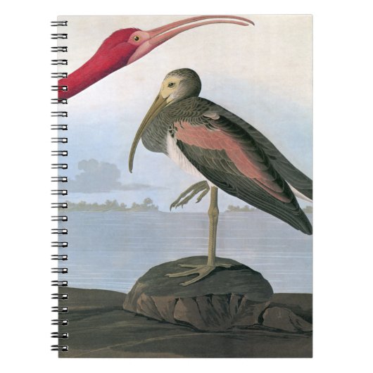 Carnet Audubon : Écarlate IBIS (Devant)