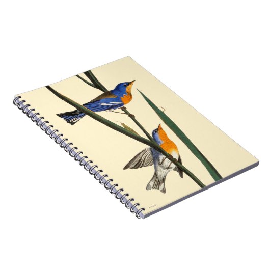 Carnet Audubon : Fauvette (Côté Droit)