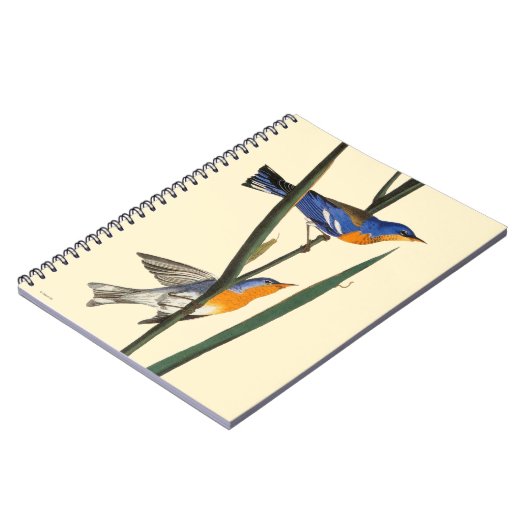 Carnet Audubon : Fauvette (Côté gauche)