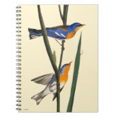 Carnet Audubon : Fauvette (Devant)