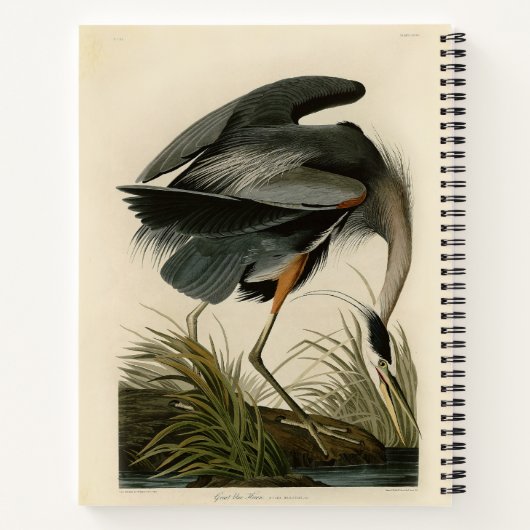 Carnet Audubon Great Blue Heron Marsh Bird (Dos)