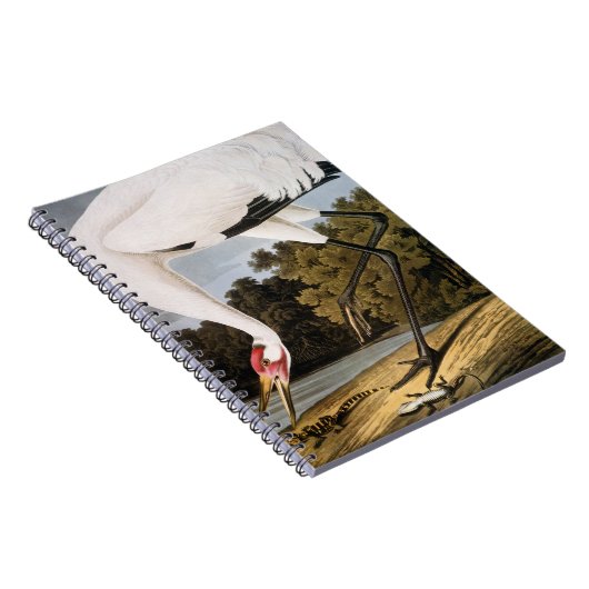 Carnet Audubon : Grue de huée (Côté Droit)