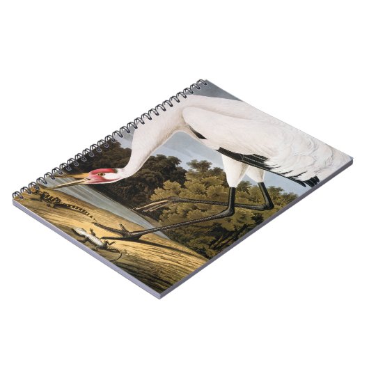 Carnet Audubon : Grue de huée (Côté gauche)