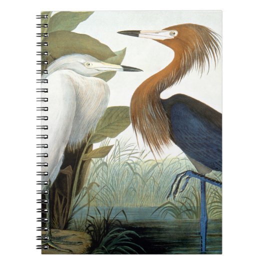 Carnet Audubon : Héron rougeâtre ou héron pourpre (Devant)