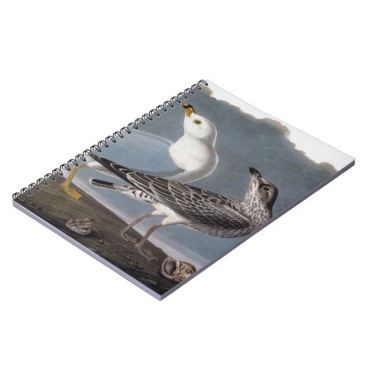 Carnet Audubon : Mouette Anneau-Affichée (Côté gauche)