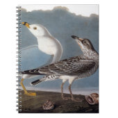Carnet Audubon : Mouette Anneau-Affichée (Devant)