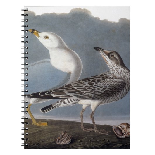 Carnet Audubon : Mouette Anneau-Affichée (Devant)